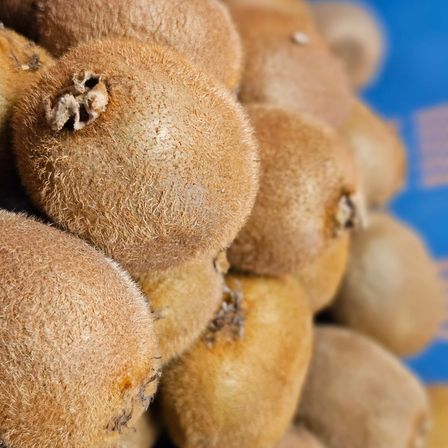 Eine Nahaufnahme einer Sammlung von Kiwifrüchten mit braunen, flauschigen Schalen, gestapelt auf einer blauen Oberfläche.