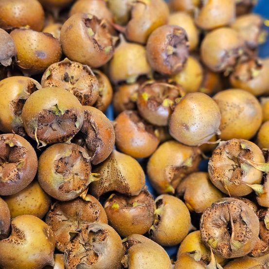 Eine Nahaufnahme einer großen Ansammlung von getrockneten und braunen Kakifrüchten, einige mit gerissener Schale und freiliegenden Samen, auf einer blauen Oberfläche präsentiert.