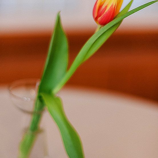 Bild enthält, Flower, Plant, Flower Arrangement, Flower Bouquet, Bud, Sprout, Tulip