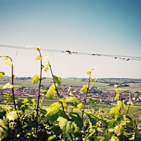 Bild enthält, Green, Landscape, Nature, Outdoors, Countryside, Grass, Agriculture, Field, Scenery, Vegetation