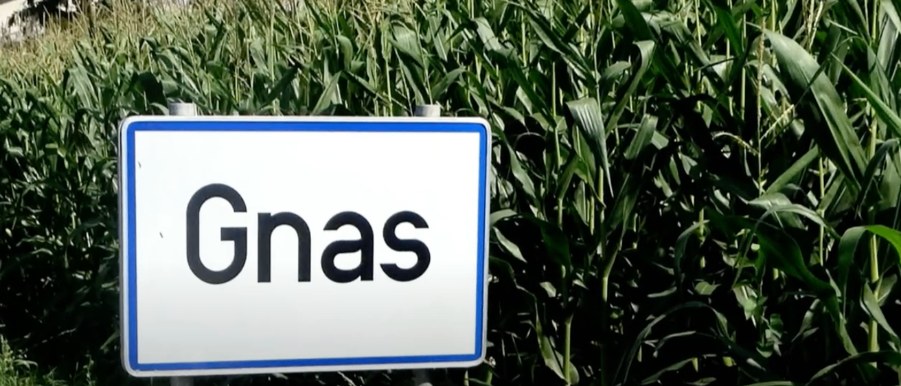 Ein weißes Schild mit den Buchstaben Gnas in Schwarz steht in einem Feld mit grünen Maispflanzen.
