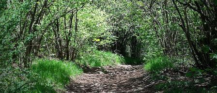 Ein schmaler, gewundener Pfad aus Erde führt durch einen dichten Wald, umgeben von hohen Bäumen mit üppigem grünem Laub. Der Pfad wird von Sonnenlicht beleuchtet, das durch die Baumkronen fällt.