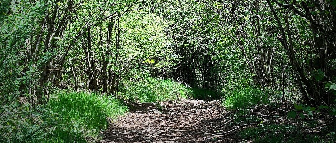 Ein schmaler, gewundener Pfad aus Erde führt durch einen dichten Wald, umgeben von hohen Bäumen mit üppigem grünem Laub. Der Pfad wird von Sonnenlicht beleuchtet, das durch die Baumkronen fällt.