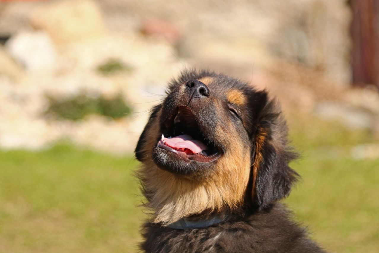 Ein Nahaufnahme eines Hundes mit schwarzem und braunem Fell, offenem Mund und herausgestreckter Zunge, der fröhlich nach oben schaut.