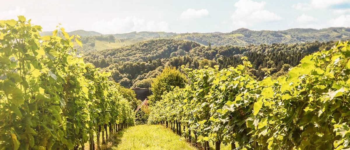 Nature, Outdoors, Countryside, Rural, Farm, Vineyard, Vegetation