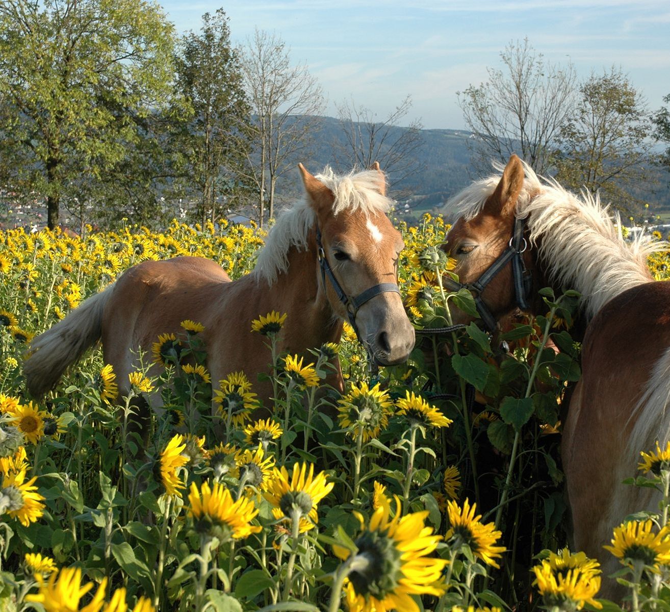 DSC_0175_Sonnenblumen_Pferde