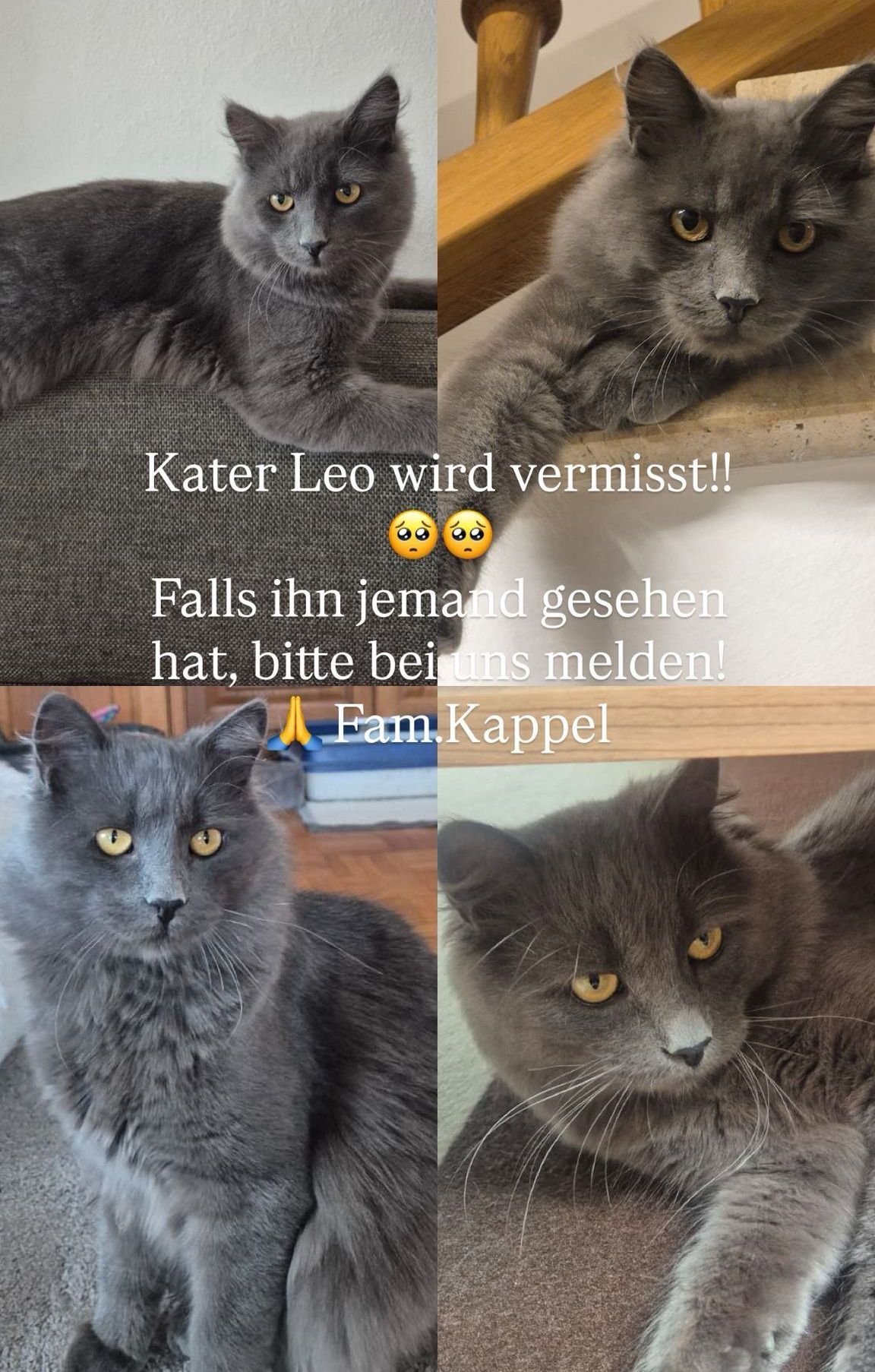 Eine Collage von Bildern zeigt eine Katze namens Leo. Das erste Bild zeigt eine Katze, die liegt. Das zweite Bild zeigt eine Katze, die auf einem Regal liegt. Das dritte Bild zeigt eine sitzende Katze mit offenen Augen. Der Bildtext lautet 'Kater Leo wird vermisst!' und 'Falls ihn jemand gesehen hat, bitte bei uns melden!' mit einem Emoji.