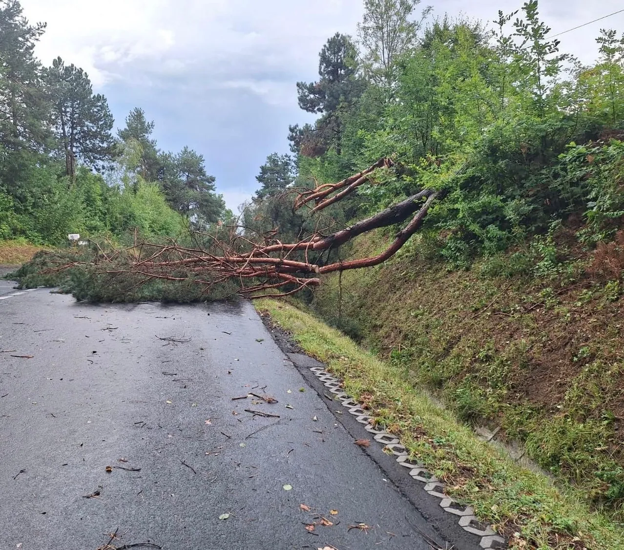 Ein umgestürzter Baum liegt quer über einer Straße und blockiert den Weg. Die Baumzweige sind auf der Straße und dem Graseinfassungsrand verstreut.