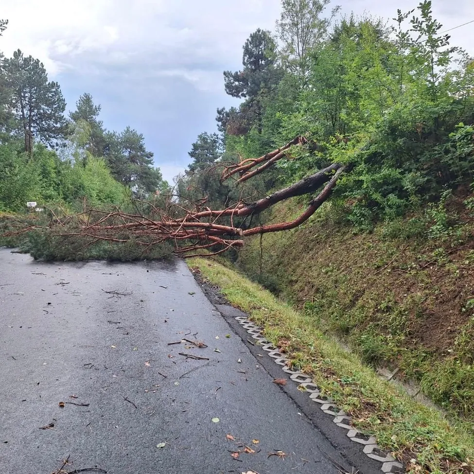 Ein umgestürzter Baum liegt quer über einer Straße und blockiert den Weg. Die Baumzweige sind auf der Straße und dem Graseinfassungsrand verstreut.