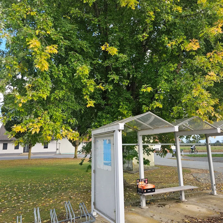 Eine Bushaltestelle befindet sich in einem Grasbereich mit einem Baum im Hintergrund. Die Unterkunft hat ein Glasdach und eine Bank.