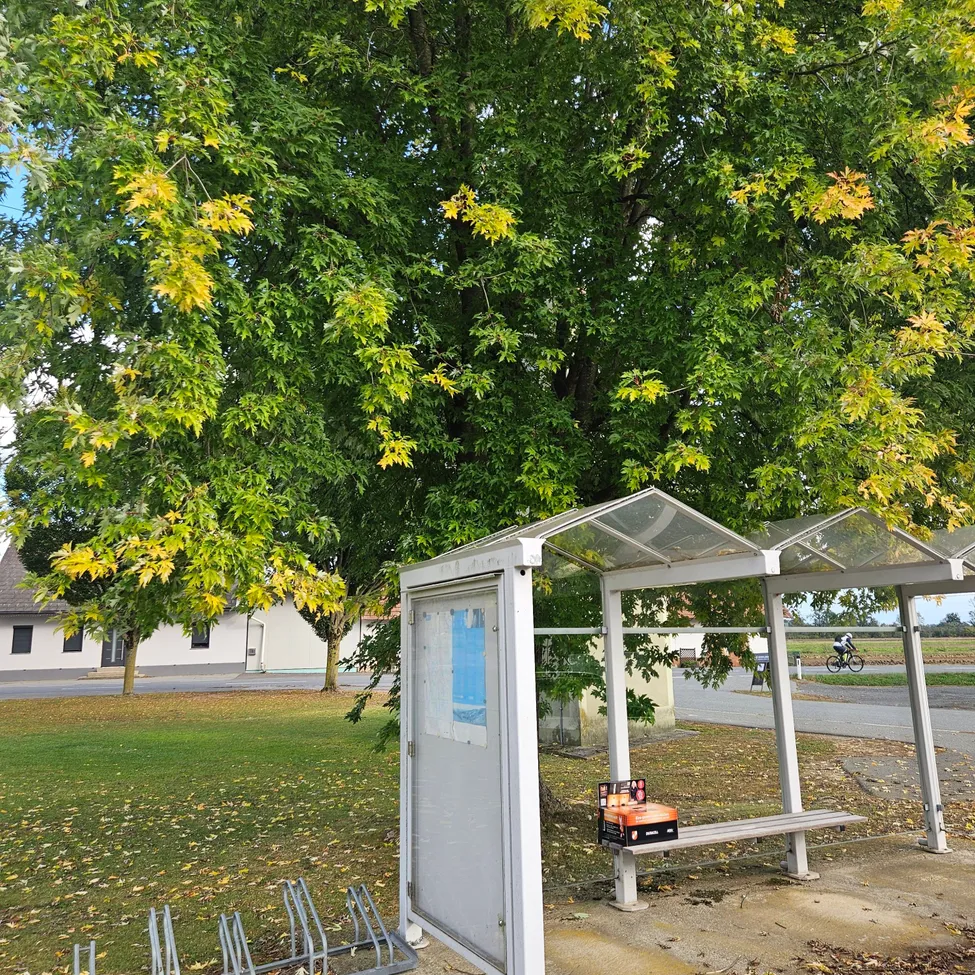 Eine Bushaltestelle befindet sich in einem Grasbereich mit einem Baum im Hintergrund. Die Unterkunft hat ein Glasdach und eine Bank.