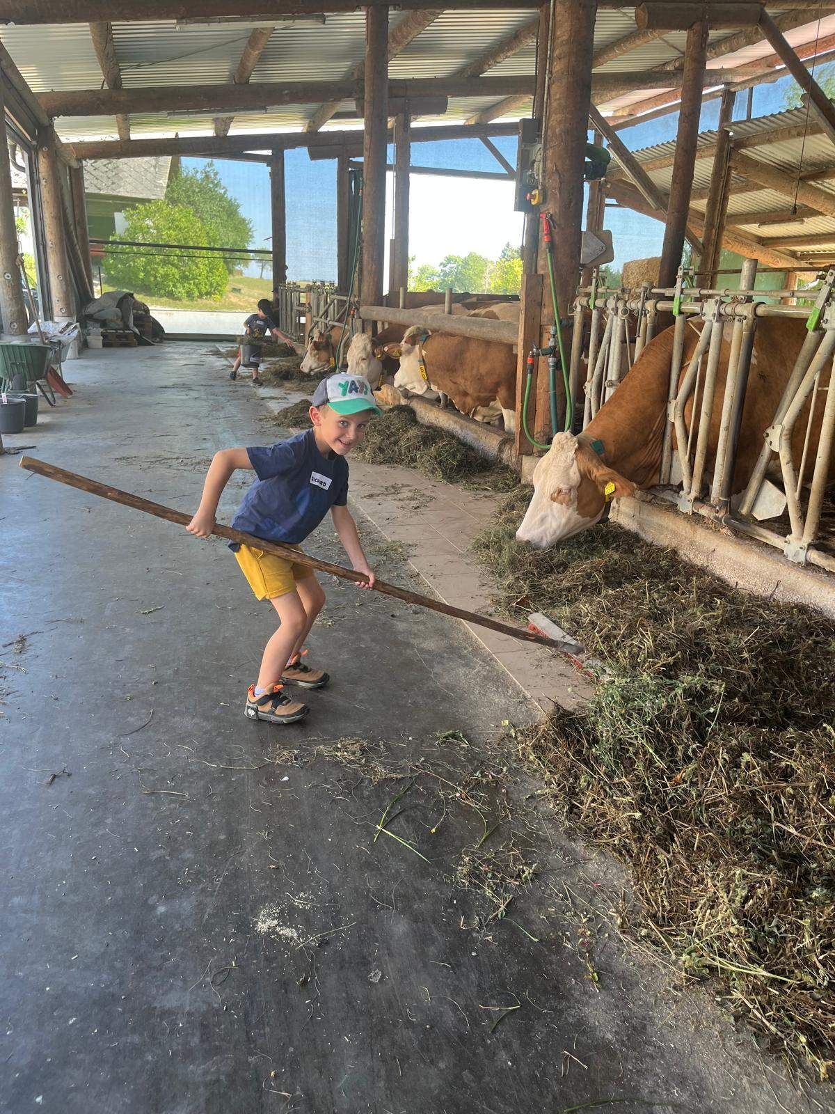 A young boy in a blue shirt and yellow shorts uses a long stick to clean hay from the barn floor. Behind him, cows are eating hay and standing in a row.
