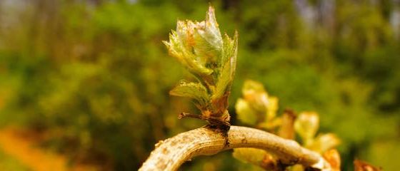 Bild enthält, Bud, Flower, Leaf, Tree, Nature, Outdoors, Vegetation, Woodland, Countryside, Sycamore