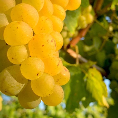 Bild enthält, Food, Fruit, Grapes, Plant, Produce, Pear