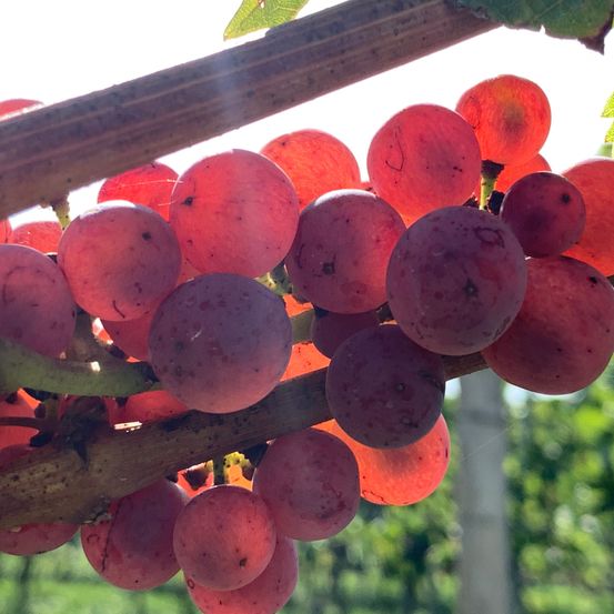 Bild enthält, Food, Fruit, Plant, Produce, Grapes, Apple