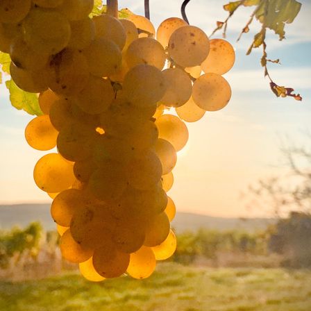 Bild enthält, Food, Fruit, Grapes, Produce, Outdoors, Nature, Countryside, Rural