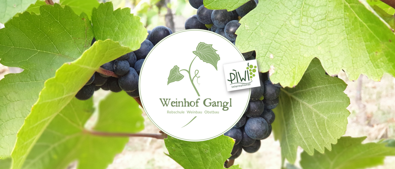 Bild enthält, Plant, Outdoors, Nature, Fruit, Countryside, Vine, Grapes, Rural, Berry, Blueberry