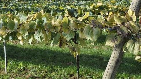 v1_migrated_image_6926840