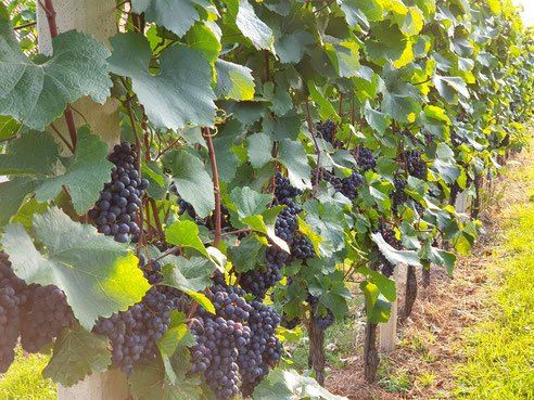Nahaufnahme eines Weingartens mit Reihen von Weinreben, die jeweils dunkelviolette Trauben in Clustern tragen. Die Reben werden von Holzpfählen gestützt und das Sonnenlicht hebt die Blätter und Früchte hervor.