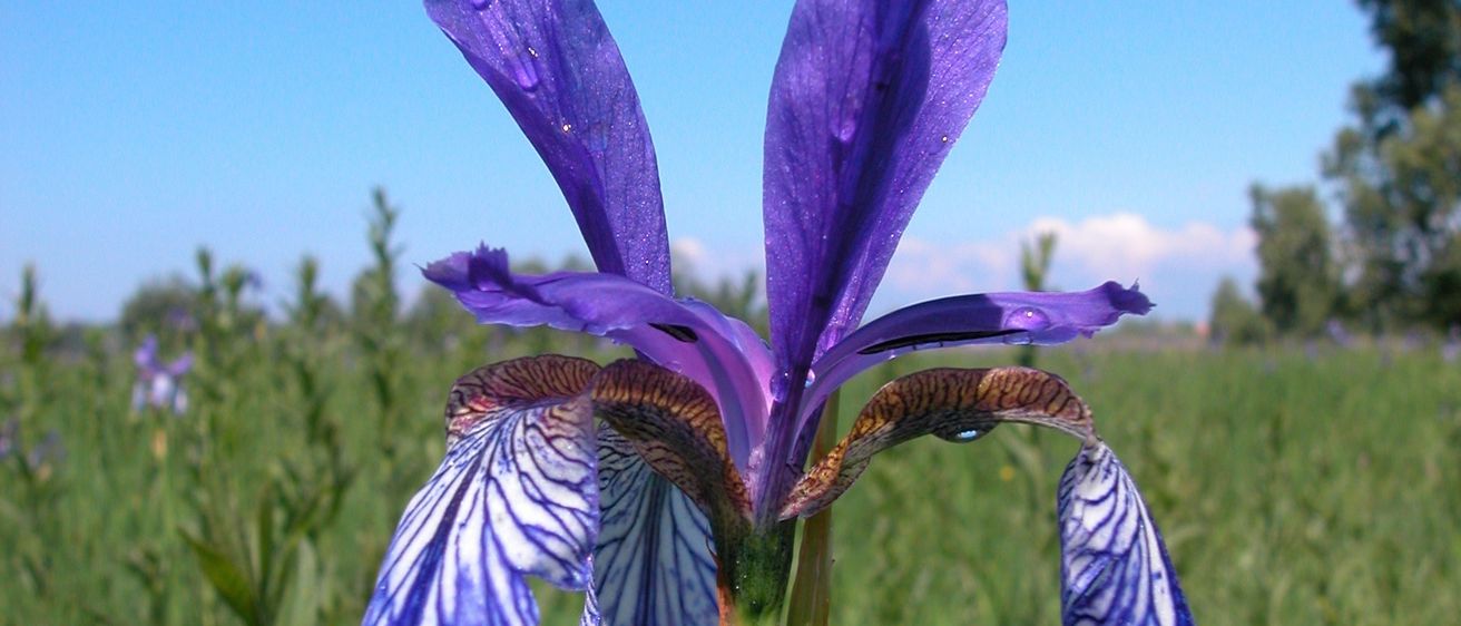 Nahaufnahme einer violetten Irisblume mit weißen Markierungen in einem Grasfeld unter einem klaren blauen Himmel.