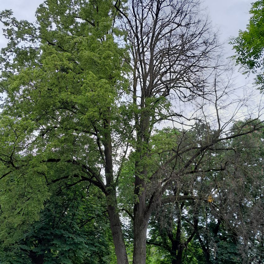 Ein großer Baum mit grünen Blättern und braunen Ästen steht in einem Park mit anderen Bäumen. Der Himmel ist bewölkt.