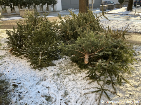 Einige geschnittene Weihnachtsbäume liegen auf dem mit Schnee bedeckten Boden.