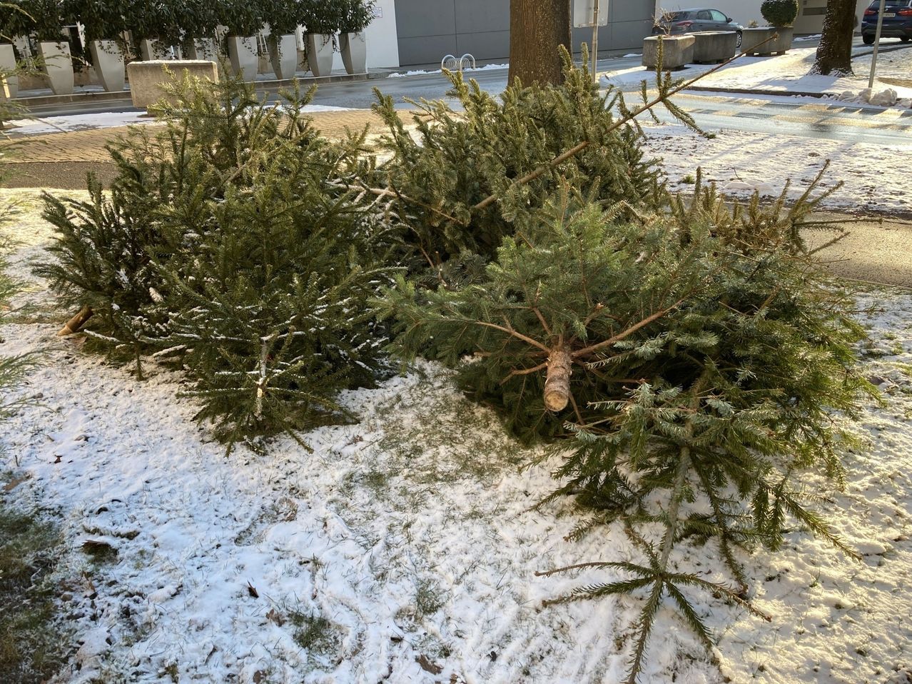 Mehrere Weihnachtsbäume liegen auf einer verschneiten Oberfläche, wobei die Äste den Boden berühren und Schnee die Gegend bedeckt.