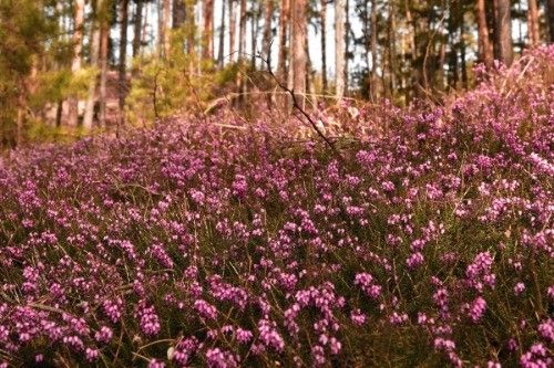Ein Feld mit rosa Heidekrautblumen ist im Vordergrund, mit hohen Bäumen im Hintergrund.