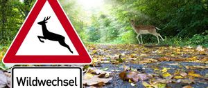 Ein Hirsch läuft auf einem Weg im Wald mit Herbstblättern. Ein Hirschübergangsschild befindet sich links.