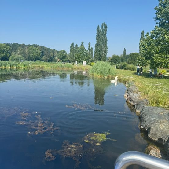 Ein ruhiger See mit einem Schwan, der auf dem Wasser schwimmt, umgeben von üppigem Grün, Bäumen und einem klaren Himmel.