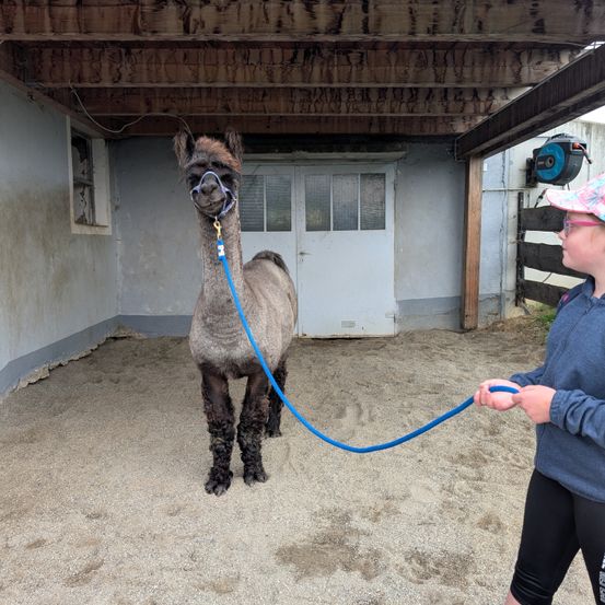 Ein junges Mädchen führt ein Alpaka mit einer blauen Leine in einem Stall. Das Alpaka steht auf einem sandigen Boden.