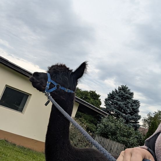 Ein schwarzes Alpaka wird von einer Person in einer rosa Jacke geführt. Das Alpaka trägt ein blaues Halfter und steht vor einem Haus mit einem Fenster.