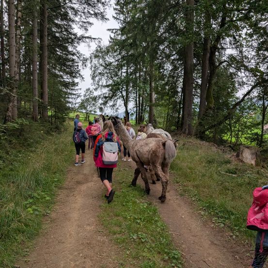Eine Gruppe von Menschen, die mit Alpakas auf einem Feldweg in einem Wald gehen.