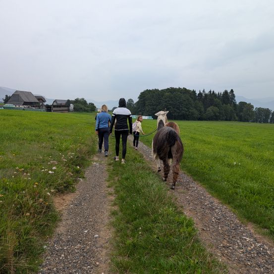 Drei Personen gehen mit zwei Alpakas auf einem Kiesweg in einer grasbewachsenen Wiese, mit einem Scheunengebäude und Bäumen im Hintergrund.
