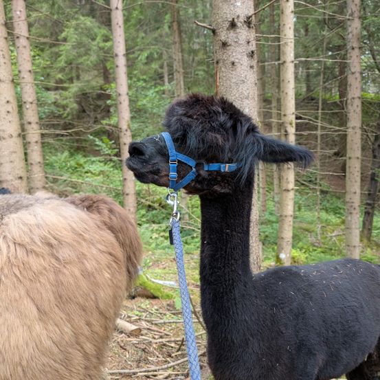 Ein schwarzer Alpaka mit einem blauen Halfter steht in einem Wald, ein weiteres Alpaka ist im Hintergrund sichtbar.