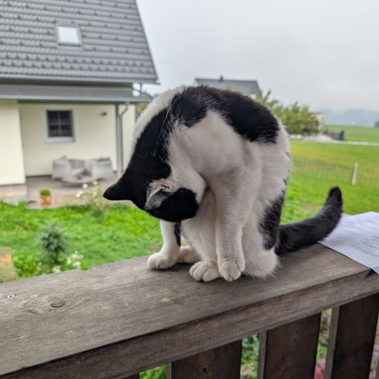 Eine schwarz-weiße Katze sitzt auf einem hölzernen Balkongeländer und schaut auf ein Stück Papier. Dahinter steht ein Haus mit einem grünen Rasen.
