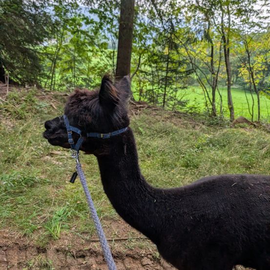 Ein schwarzes Alpaka mit einem blauen Halfter steht auf einem Grashang mit Bäumen im Hintergrund.