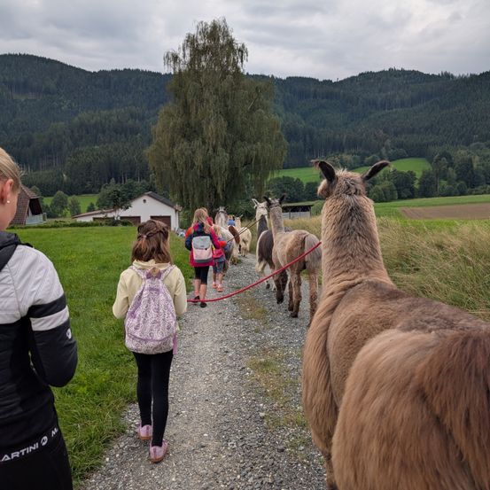 Eine Gruppe von Kindern mit Rucksäcken führt eine Reihe von Alpakas auf einem Schotterweg durch ein Grasfeld mit Bergen im Hintergrund.
