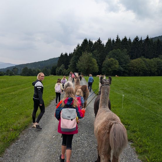 Eine Gruppe von Kindern und Erwachsenen geht einen Schotterweg entlang und führt Alpakas durch eine grasige Wiese mit einem Wald im Hintergrund.