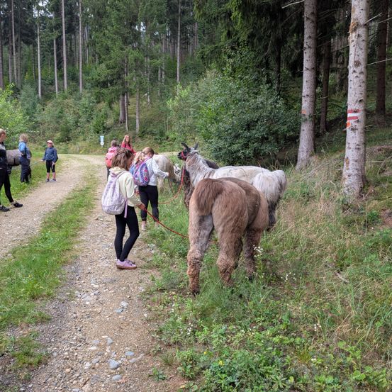 Eine Gruppe von Menschen geht auf einem Feldweg im Wald mit zwei Alpakas an der Leine. Die Alpakas fressen Gras am Wegesrand.