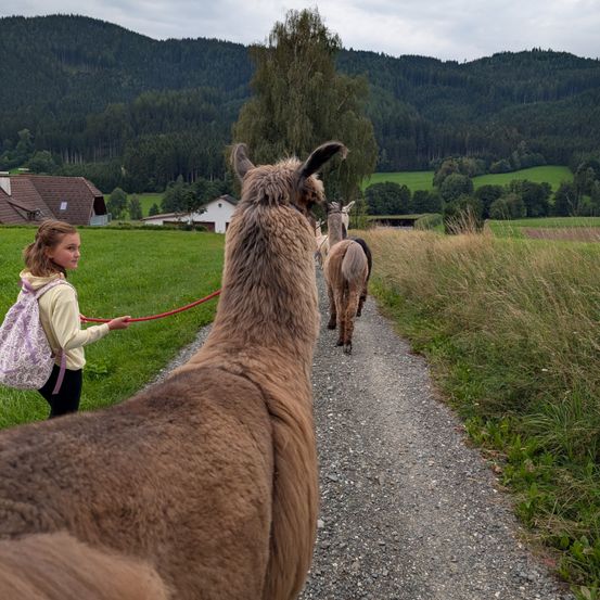 Ein junges Mädchen führt zwei Alpakas auf einem Kiesweg durch ein Grasfeld mit Bergen im Hintergrund.