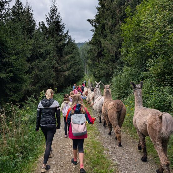 Eine Gruppe von Kindern und Erwachsenen geht mit Alpakas an der Leine einen Waldweg entlang. Die Alpakas gehen vor der Gruppe, und der Weg ist von hohen Bäumen umgeben.