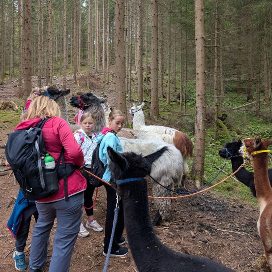Eine Gruppe von Menschen, einschließlich Kinder, geht durch einen Wald mit Alpakas. Die Alpakas werden an Seilen geführt und einige tragen Halfter. Die Gruppe ist für Outdoor-Aktivitäten gekleidet.