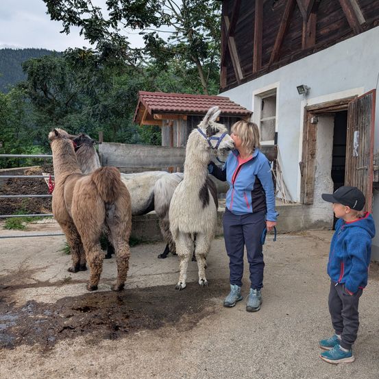 Eine Frau küsst ein weißes Alpaka in einem Bauernhof mit mehreren anderen Alpakas und einem Kind, das zuschaut.