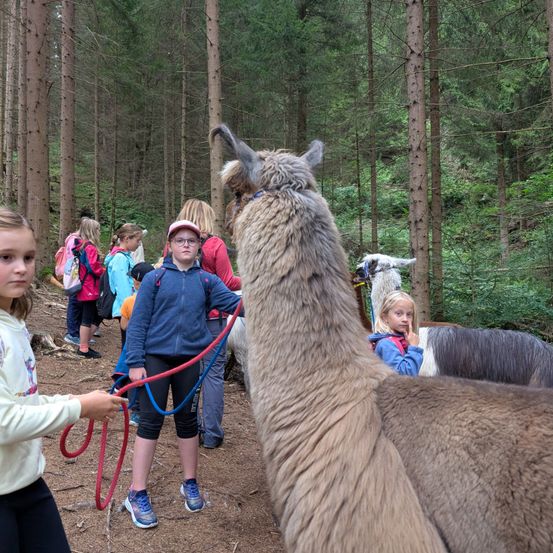 Eine Gruppe von Kindern wandert mit Alpakas durch einen Wald. Ein Kind hält die Leine eines Alpakas.