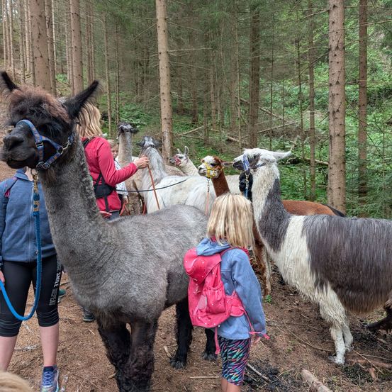 Eine Gruppe von Menschen geht mit Alpakas im Wald. Ein Mädchen mit einem rosa Rucksack steht neben einem Alpaka.
