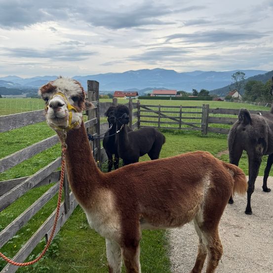 Ein Alpaka mit gelbem Halfter steht in einem eingezäunten Bereich mit zwei schwarzen Alpakas im Hintergrund, unter einem bewölkten Himmel mit Bergen in der Ferne.