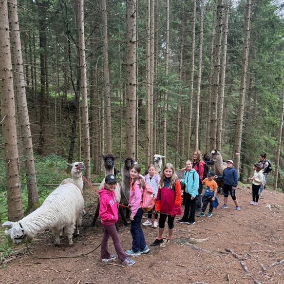 Eine Gruppe von Kindern und Erwachsenen wandert an einem sonnigen Tag mit mehreren Alpakas durch einen Wald.