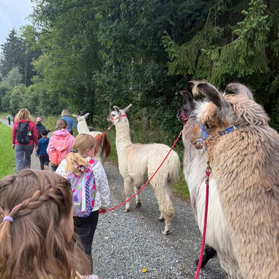 Eine Gruppe von Kindern mit Rucksäcken geht einen Schotterweg entlang, begleitet von zwei Alpakas an der Leine. Die Alpakas schauen zur Kamera.