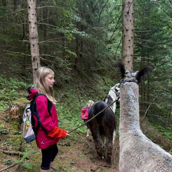 Ein junges Mädchen in einer pinken Jacke führt ein Alpaka durch einen Waldpfad. Ein weiteres Kind folgt mit einem Maultier.